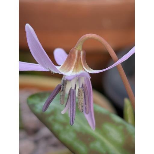 Erythronium dens-cans 'Purple King'