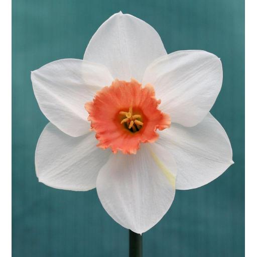 3732 - Am. Grace x Blackstone.jpg