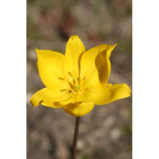 981-099 Tulipa sylvestris ssp. australis JMH.8110  27.3.17.jpg