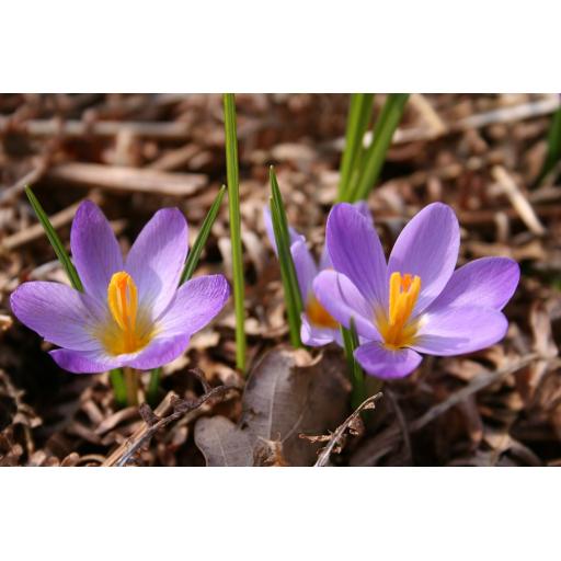 987-048 Crocus kosaninii IMG_2500.jpg