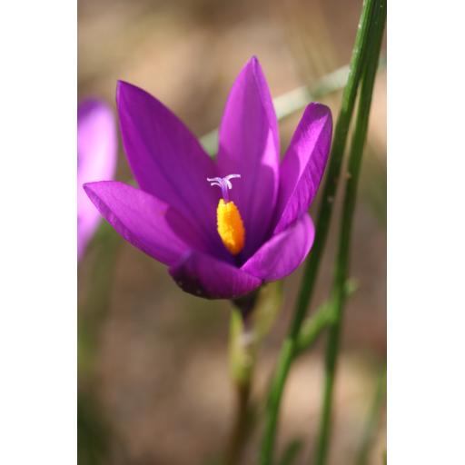 016-159 Romulea requienii 2.3.17 2.jpg