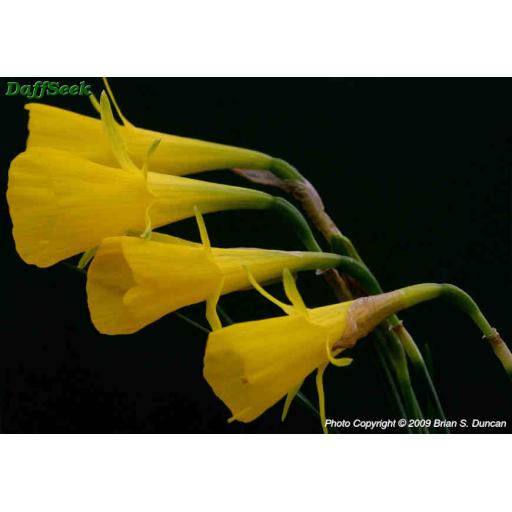 Narcissus bulbocodium var. tenuifolius
