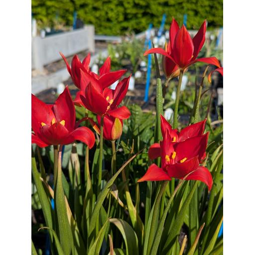 Tulipa sprengeri