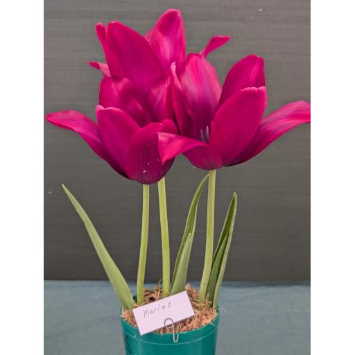 Tulip 'Merlot' Pack of 8 Bulbs