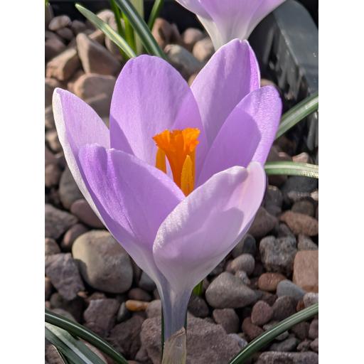 Crocus neopolitanus