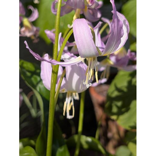 Erythronium 'Kinfauns Pink'